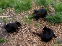Cradle Tasmanian devil sanctuary. Tasmanian devils (Sarcophilus harrisii) (6)