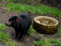 Cradle Tasmanian devil sanctuary. Tasmanian devils (Sarcophilus harrisii) (7)