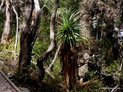 Cradle Mountain National Park. Dove Lake area. Native plants. Richea pandanifolia (2)