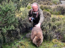 Cradle Mountain National Park. Tasmanian wombat (Vombatus ursinus tasmaniensis) (2)