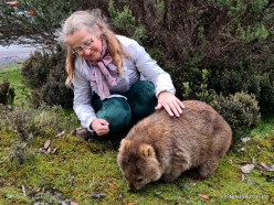 Cradle Mountain National Park. Tasmanian wombat (Vombatus ursinus tasmaniensis) (3)