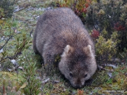 Cradle Mountain National Park. Tasmanian wombat (Vombatus ursinus tasmaniensis) (4)