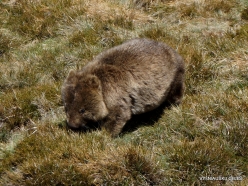 Tasmanian wombat (Vombatus ursinus tasmaniensis) (5)