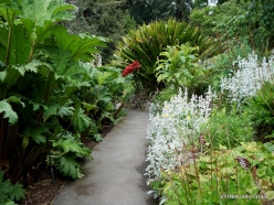 3 Royal Tasmanian Botanical Gardens (3)