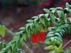 Agapetes serpens (Ericaceae) - Himalayas