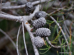 Allocasuarina monilifera (Casuarinaceae) - Tasmania (2)