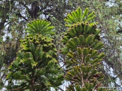 Araucaria montana (Araucariaceae) - New Caledonia