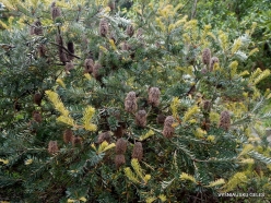 Banksia marginata (Proteaceae) - Tasmania, Australia (2)