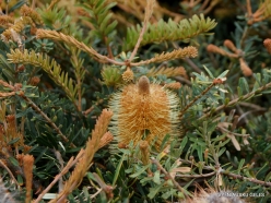 Banksia marginata (Proteaceae) - Tasmania, Australia (4)