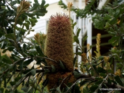 Banksia praemorsa (Proteaceae) - West Australia