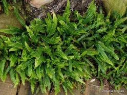 Blechnum penna-marina subsp.alpina - Tasmania, Australia
