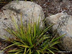 Dianella tasmanica (Hemerocallidaceae) - Tasmania, Australia