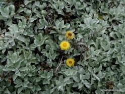 Helichrysum argyrophyllum - S.Africa