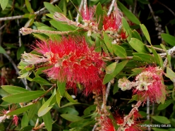 Melaleuca citrina (Myrtaceae) - Australia
