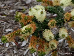 Melaleuca squarrosa (Myrtaceae) - Tasmania, Australia