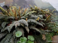 Polystichum vestitum - Subantarctic islands