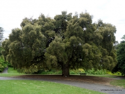 Quercus suber - Mediteranian