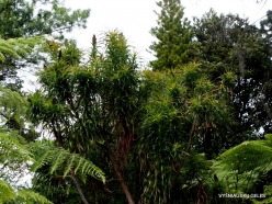 Richea drachophylla (Ericaceae) - Tasmania