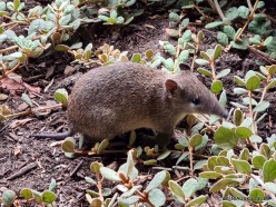 Southern brown bandicoot (Isoodon obesulus) (3)
