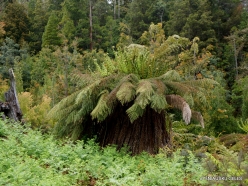 Styx Big Tree Reserve (17)