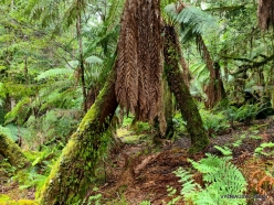Styx Big Tree Reserve (28)