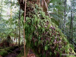 Styx Big Tree Reserve (5)