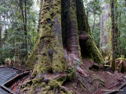 Styx Big Tree Reserve. Eucalyptus regnans (10)
