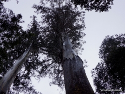Styx Big Tree Reserve. Eucalyptus regnans (2)