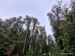 Styx Big Tree Reserve. Eucalyptus regnans (5)