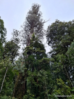 Styx Big Tree Reserve. Eucalyptus regnans (6)