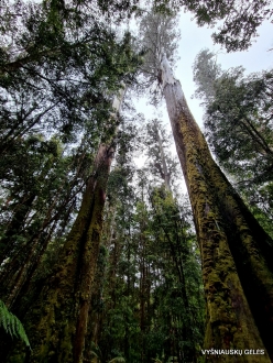 Styx Big Tree Reserve. Eucalyptus regnans (7)