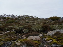 Mount Wellington (35)