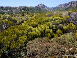 Pine Lake Reserve. Highlands native plants. Orites acicularis