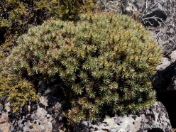 Pine Lake Reserve. Highlands native plants. Richea scoparia (2)