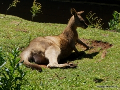 Trowunna Wildlife Sanctuary. Bennett's wallaby (Notamacropus rufogriseus fruticus) (2)