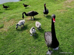 Trowunna Wildlife Sanctuary. Black swan (Cygnus atratus)