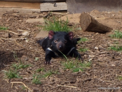 Trowunna Wildlife Sanctuary. Tasmanian devils (Sarcophilus harrisii) (4)