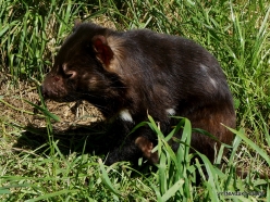 Trowunna Wildlife Sanctuary. Tasmanian devils (Sarcophilus harrisii) (6)
