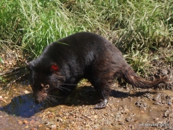 Trowunna Wildlife Sanctuary. Tasmanian devils (Sarcophilus harrisii)
