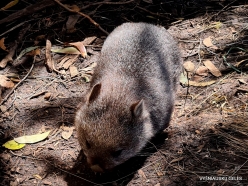 Trowunna Wildlife Sanctuary. Tasmanian wombat (Vombatus ursinus tasmaniensis) (4)