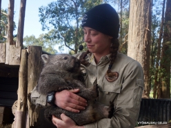 Trowunna Wildlife Sanctuary. Tasmanian wombat (Vombatus ursinus tasmaniensis) (6)