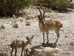Ein Gedi Nature Reserve. Nubian Ibex (Capra nubiana) (2)