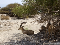 Ein Gedi Nature Reserve. Nubian Ibex (Capra nubiana) (4)