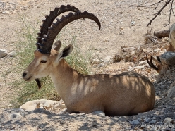 Ein Gedi Nature Reserve. Nubian Ibex (Capra nubiana) (6)
