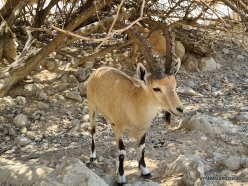 Ein Gedi Nature Reserve. Nubian Ibex (Capra nubiana) (7)