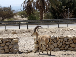 Ein Gedi Nature Reserve. Nubian Ibex (Capra nubiana)