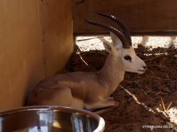 Heritage Village. Arabian oryx (Oryx leucoryx)