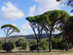 Amari. Italian stone pine (Pinus pinea) (3)
