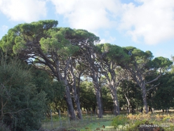 Amari. Italian stone pine (Pinus pinea) (4)