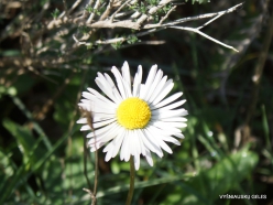 Amari. Southern daisy (Bellis sylvestris)